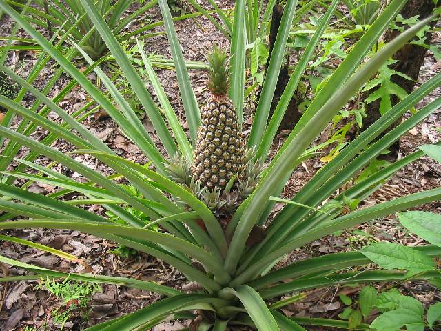 ananas.jpg