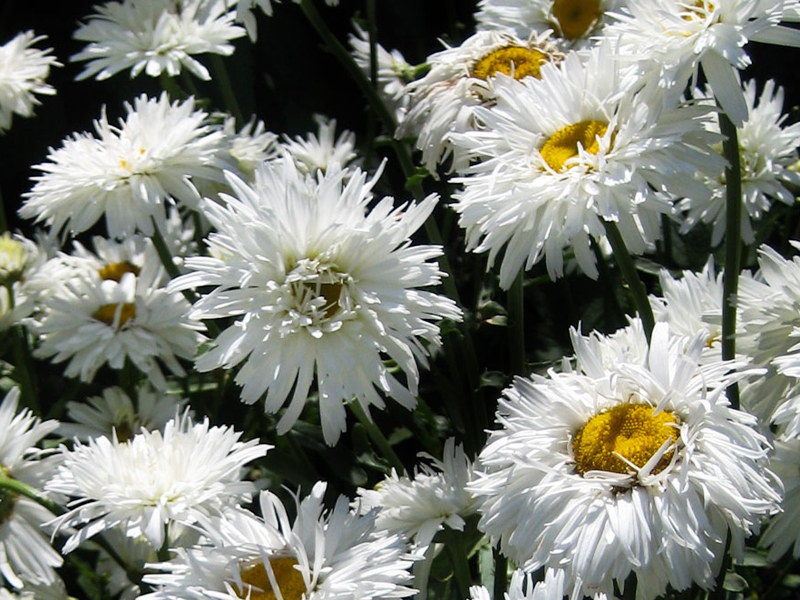 Маргаритка - Leucanthemum maximum : Цветя, Дом и Градина