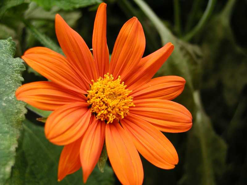 Маргаритка - Leucanthemum maximum : Цветя, Дом и Градина
